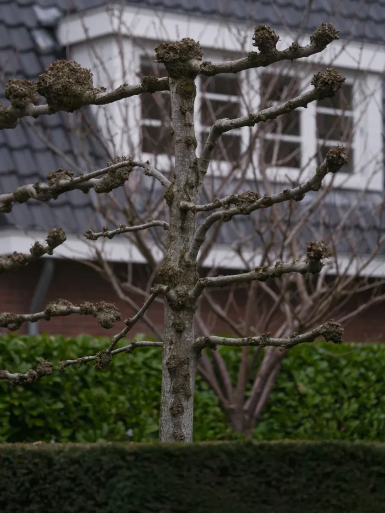 Qu’en est-il des arbres, arbustes et arbrisseaux qui poussent en espalier ?