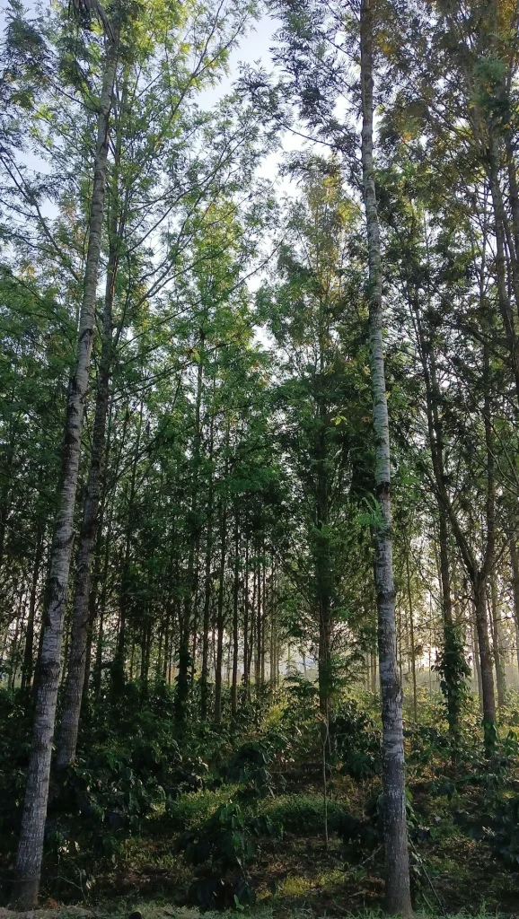 Qu’en est-il des arbres plantés exactement sur la limite séparative (mitoyenneté) ?