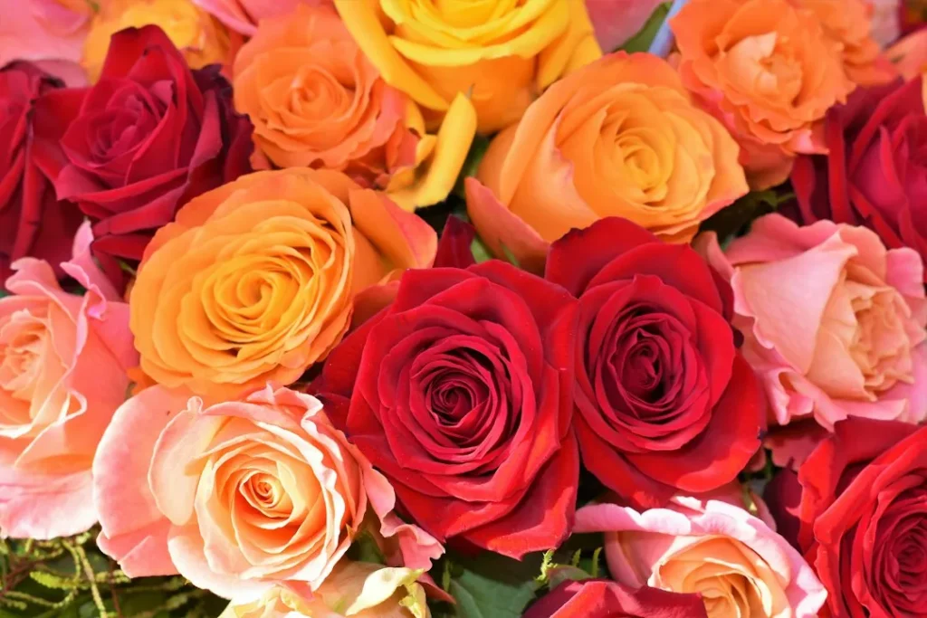 Couleurs des rosiers : que signifient-elles ?