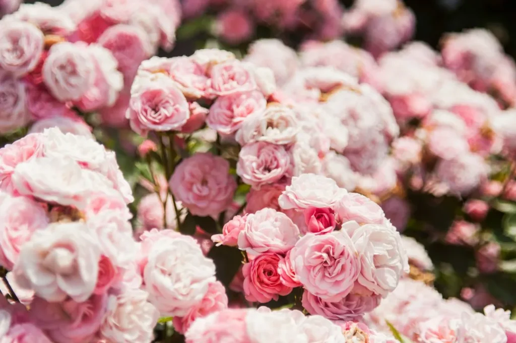 L’entretien des rosiers
