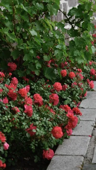 Les principaux types de rosiers (et comment choisir)