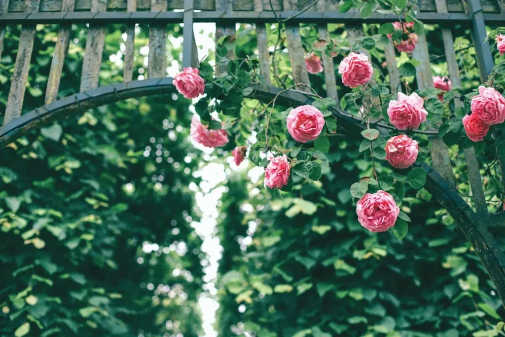 L’histoire des rosiers