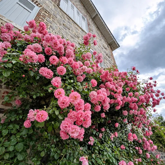 Planter des rosiers