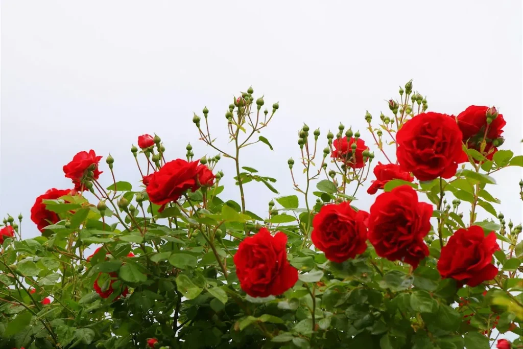 Un sol ouvert pour planter des roses