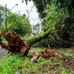 Arbre tombé chez le voisin : quelle assurance habitation prend en charge ?