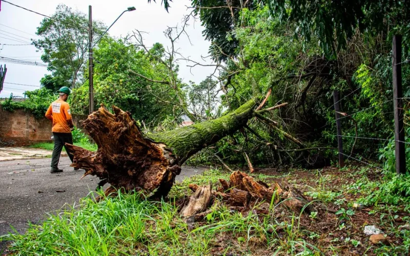 Arbre tombé chez le voisin : quelle assurance habitation prend en charge ?