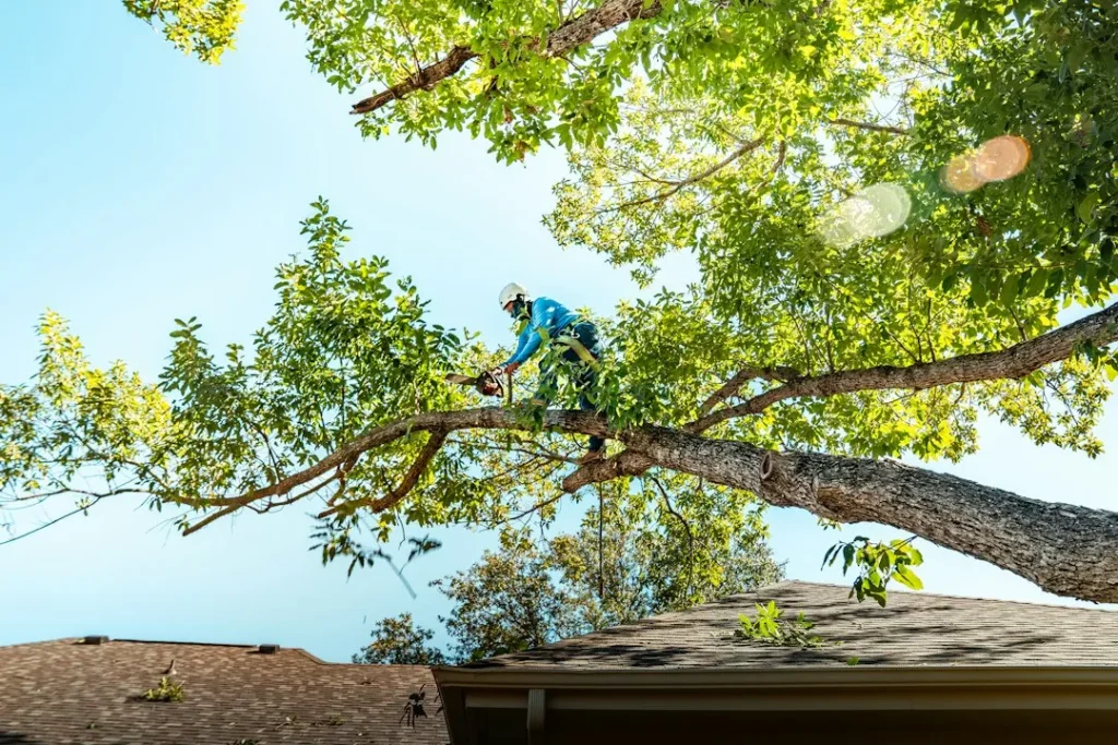 Chute d'arbre et assurance habitation