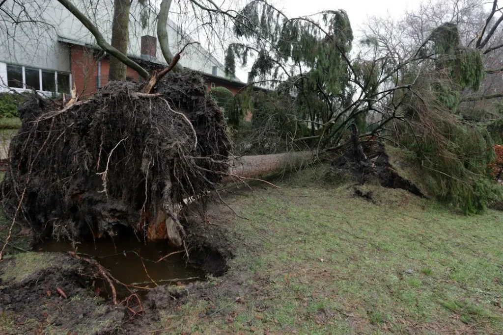 Qui est responsable de la chute de l'arbre ?