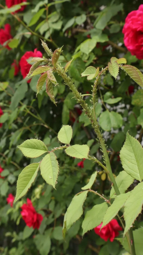 Bouturer les rosiers : comment procéder ?