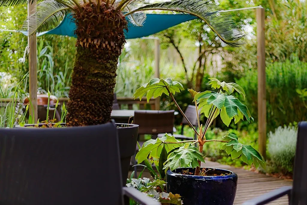 Cas particuliers : pot/terrasse et climat froid