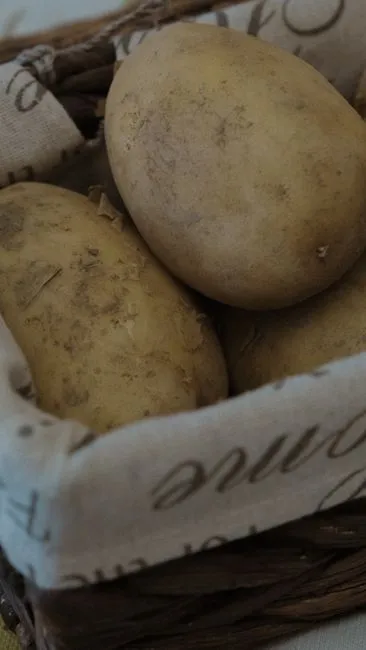 Comment faire pour bouturer un rosier dans une pomme de terre ?
