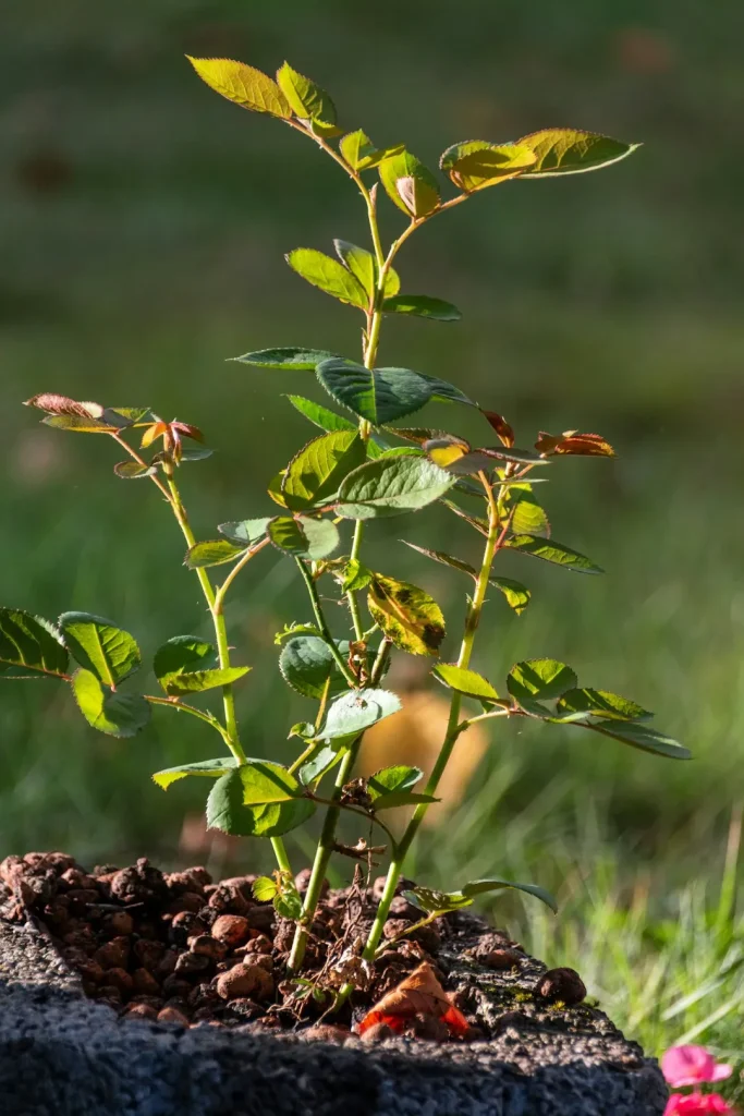 Plantation pas à pas (ultra-pratique, avec un timing simple)