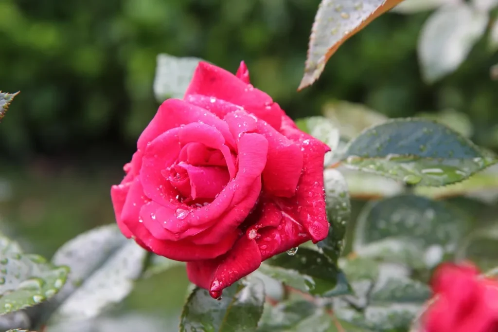 Pourquoi bouturer des rosiers ?