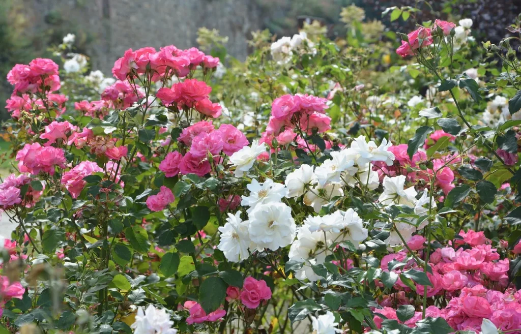 Pourquoi faire des boutures de rosiers ?