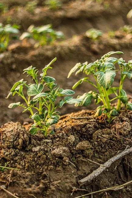 Pourquoi planter une tige de rosier dans une pomme de terre ?