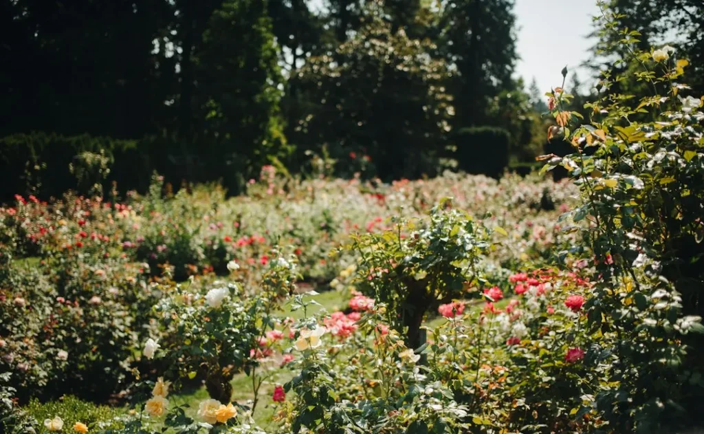 Quand planter un rosier ?