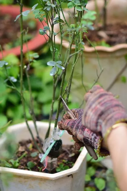 Quelle est la période idéale pour la bouture des rosiers ?